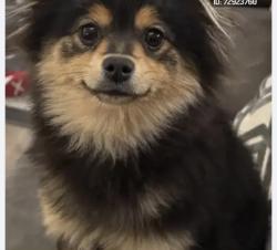 Lost Female Dog last seen Elena drive and Wyoming , Albuquerque, NM 87109