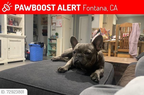 Lost Male Dog last seen Citrus Ave & Hawthorne, Fontana, CA 92335