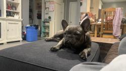 Lost Male Dog last seen Citrus Ave & Hawthorne, Fontana, CA 92335