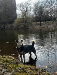 Reunited Female Dog last seen Minor & Boston, Seattle, WA 98102