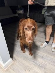 Reunited Unknown Dog last seen Battleridge Pl , Gaithersburg, MD 20886