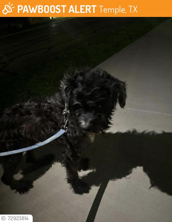 Found/Stray Male Dog last seen Near west temple park, Temple, TX 76502