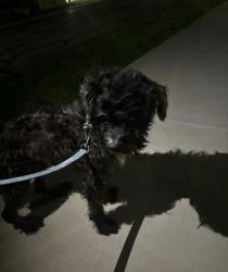 Found/Stray Male Dog last seen Near west temple park, Temple, TX 76502
