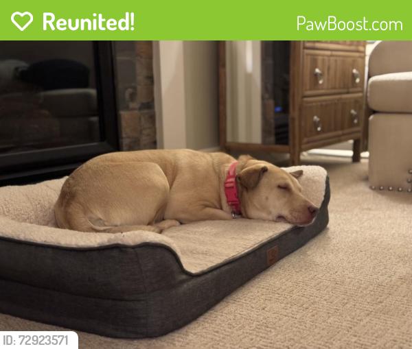 Reunited Female Dog last seen Forest hse pickle ball courts, Bend, OR 97707