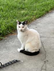 Reunited Female Cat last seen Chapman Avenue near Clovelly Avenue, Glenroy, VIC 3046