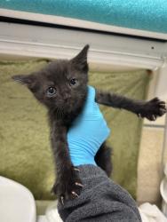 Shelter Stray Male Cat last seen Near BLOCK MEADOWBROOKS LN RIVERSIDE 92504, Jurupa Valley, CA 92509