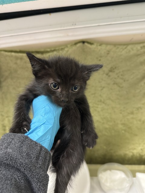 Shelter Stray Male Cat last seen Near BLOCK MEADOWBROOKS LN RIVERSIDE 92504, Jurupa Valley, CA 92509