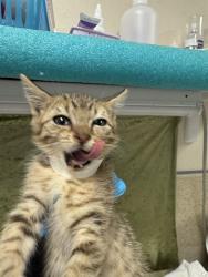 Shelter Stray Female Cat last seen Near BLOCK CEDAR ST JURUPA VALLEY, Jurupa Valley, CA 92509