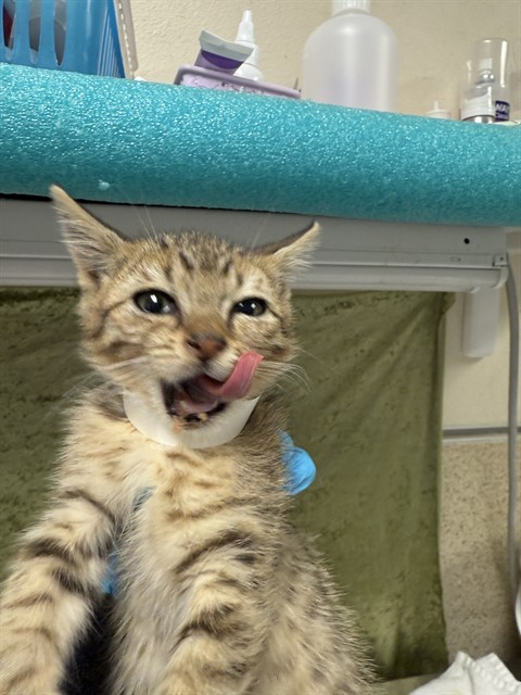 Shelter Stray Female Cat last seen Near BLOCK CEDAR ST JURUPA VALLEY, Jurupa Valley, CA 92509