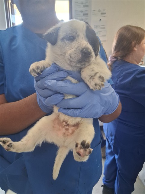 Shelter Stray Male Dog last seen Near BLOCK E 9TH ST, BAKERSFIELD CA, Bakersfield, CA 93307