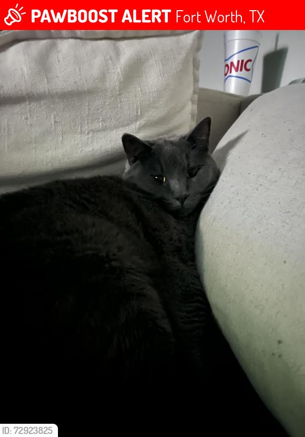 Lost Male Cat last seen Spanish needle trail, Fort Worth, TX 76177