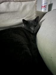Lost Male Cat last seen Spanish needle trail, Fort Worth, TX 76177