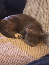 Reunited Female Cat last seen Cinderford close, Portsmouth, England PO6