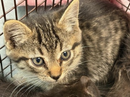Shelter Stray Male Cat last seen , Chatsworth, CA 91311