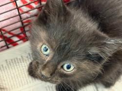 Shelter Stray Male Cat last seen , Chatsworth, CA 91311