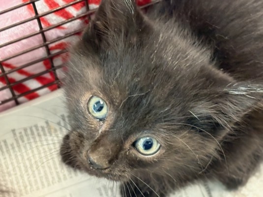 Shelter Stray Male Cat last seen , Chatsworth, CA 91311