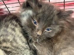 Shelter Stray Female Cat last seen , Chatsworth, CA 91311