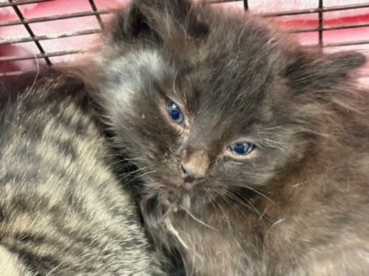Shelter Stray Female Cat last seen , Chatsworth, CA 91311