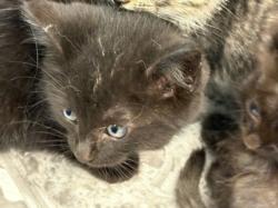 Shelter Stray Female Cat last seen , Chatsworth, CA 91311