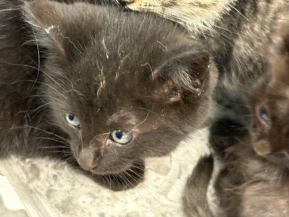 Shelter Stray Female Cat last seen , Chatsworth, CA 91311