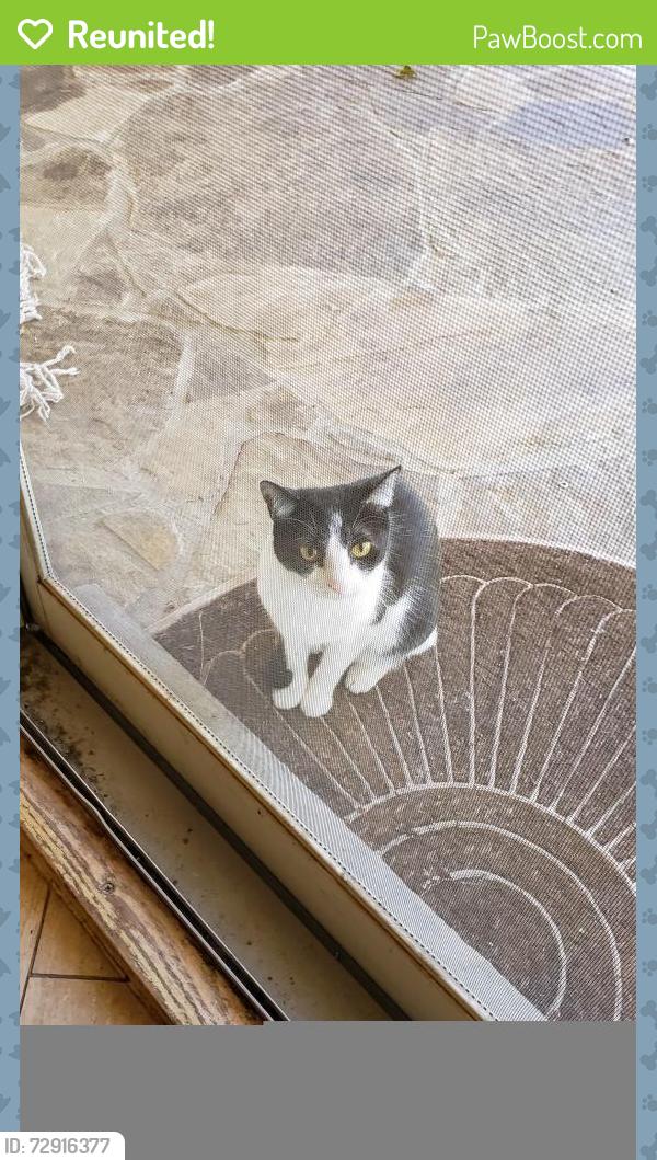 Reunited Female Cat last seen Cholla & High Woods Trail, Fort Worth, TX 76112