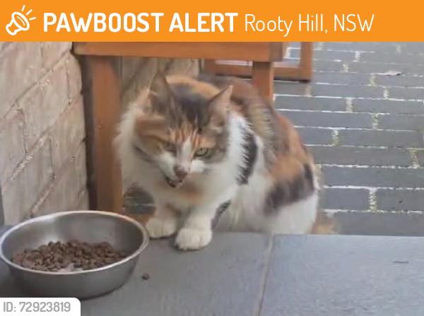 Found/Stray Unknown Cat last seen 16a acropolis avenue rooty hill 2766 nsw, Rooty Hill, NSW 2766