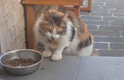 Found/Stray Unknown Cat last seen 16a acropolis avenue rooty hill 2766 nsw, Rooty Hill, NSW 2766