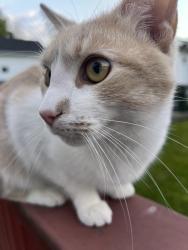 Reunited Male Cat last seen Seattle Street Cuyahoga Falls Ohio 44221, Cuyahoga Falls, OH 44221