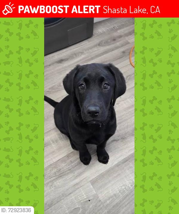 Lost Female Dog last seen Minnia Lane , Shasta Lake, CA 96019