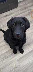Lost Female Dog last seen Minnia Lane , Shasta Lake, CA 96019
