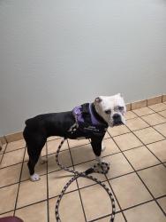 Lost Female Dog last seen Sandlin lane, Springtown, TX 76082