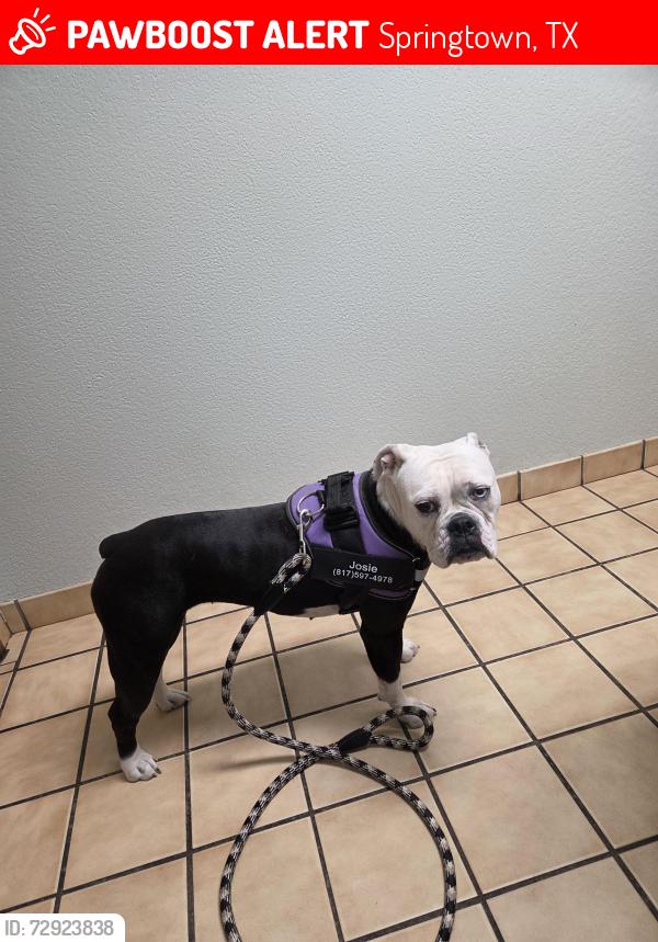 Lost Female Dog last seen Sandlin lane, Springtown, TX 76082