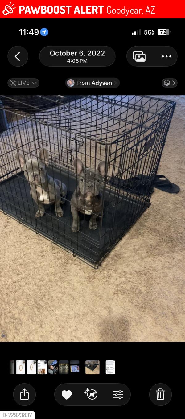 Lost Female Dog last seen Pebble creek and McDowell , Goodyear, AZ 85395