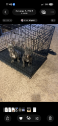 Lost Female Dog last seen Pebble creek and McDowell , Goodyear, AZ 85395