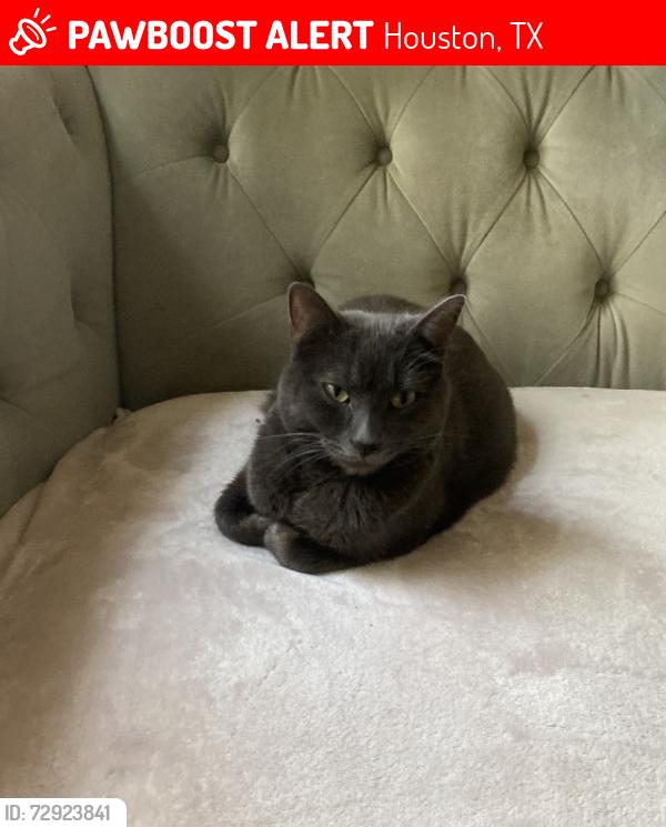 Lost Male Cat last seen @Suffolk Chase/Briar Forest , Houston, TX 77077