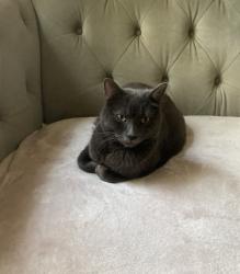 Lost Male Cat last seen @Suffolk Chase/Briar Forest , Houston, TX 77077