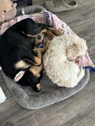 Reunited Male Dog last seen trosper and 5 mile , Alton, TX 78573