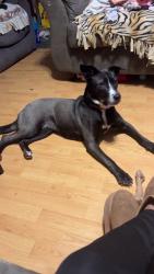 Reunited Female Dog last seen Near Silverlining Rd, Mooresville, NC 28117, USA, Mooresville, NC 28117