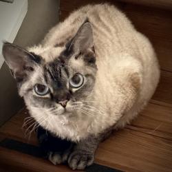 Reunited Male Cat last seen Near Woodland Dr, Port Coquitlam, BC V3B 4R5