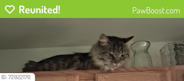 Reunited Male Cat last seen Pine valley court, little egg harbor, NJ, 08087 & Center street, little egg harbor,  nj, 08087, Little Egg Harbor Township, NJ 08087