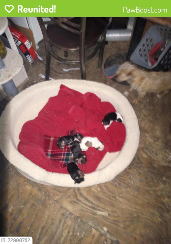Reunited Unknown Dog last seen Mission and edith ne, Albuquerque, NM 87107