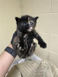 Shelter Stray Female Cat last seen LOS ROBLES BLVD & PILGRIM CT, Sacramento, CA 95818