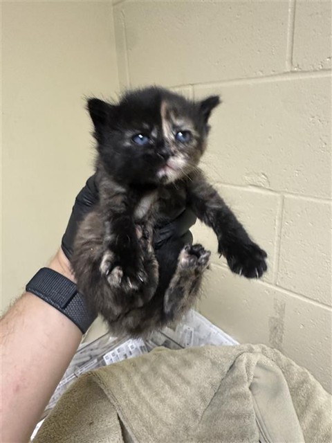Shelter Stray Female Cat last seen LOS ROBLES BLVD & PILGRIM CT, Sacramento, CA 95818