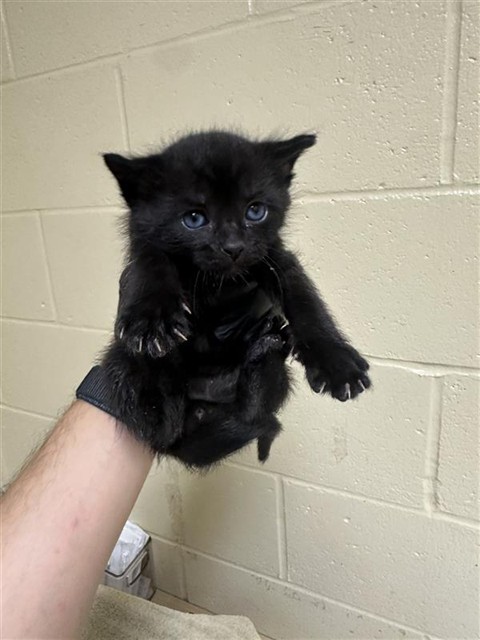 Shelter Stray Male Cat last seen LOS ROBLES BLVD & PILGRIM CT, Sacramento, CA 95818