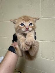 Shelter Stray Male Cat last seen LOS ROBLES BLVD & PILGRIM CT, Sacramento, CA 95818