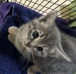Shelter Stray Female Cat last seen GIBRALTAR ST & BONFAIR AVE, Sacramento, CA 95818