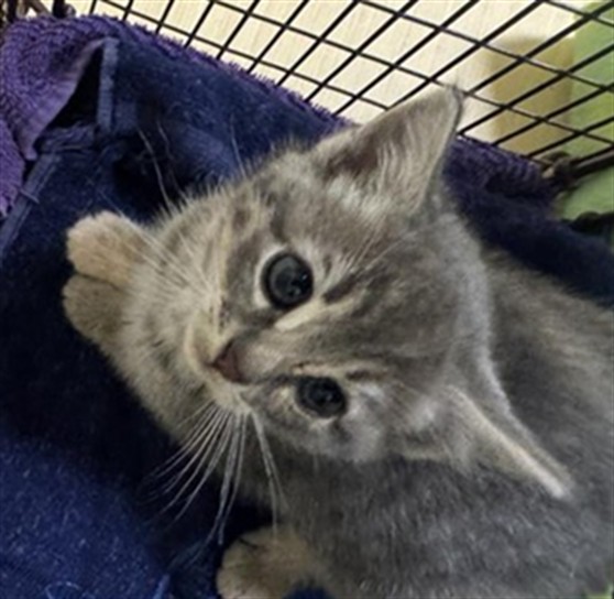 Shelter Stray Female Cat last seen GIBRALTAR ST & BONFAIR AVE, Sacramento, CA 95818