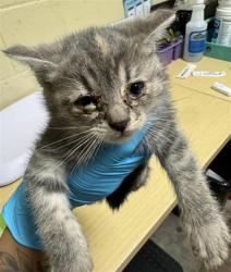 Shelter Stray Female Cat last seen GIBRALTAR ST & BONFAIR AVE, Sacramento, CA 95818