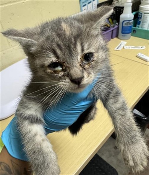 Shelter Stray Female Cat last seen GIBRALTAR ST & BONFAIR AVE, Sacramento, CA 95818