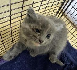Shelter Stray Female Cat last seen GIBRALTAR ST & BONFAIR AVE, Sacramento, CA 95818